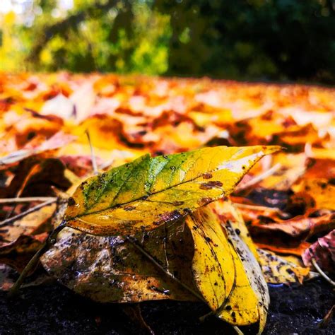 Yellow Autumn Leaves Lie On The Asphalt Stock Image Image Of October