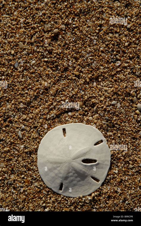 Sand Dollar On Beach Stock Photo Alamy