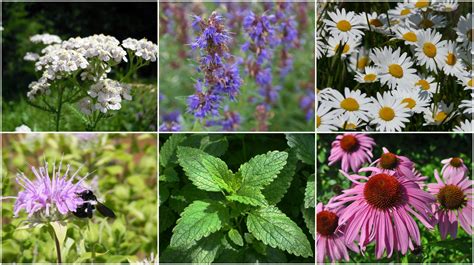 6 Medicinal Herbs You Can Grow In Your Garden - The Plant Guide