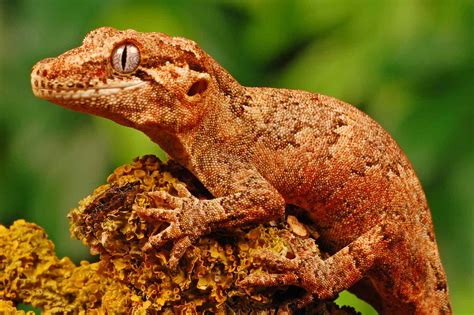 13 Rare And Endangered Types Of Lizards