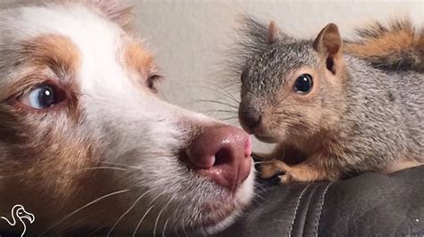 Rescue Squirrel Loves Cuddling With His Dog Youtube