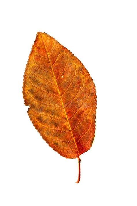 Autumn Textured Bright Orange Leaf On White Background Stock Image