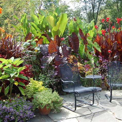 Tropical Border Plant My Garden Life