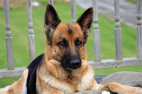 German Shepherd Dog Female Background Bodyguard Guard Photo And Picture