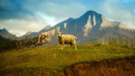 New Zealand Sheep Wallpapers Hd Wallpapers Id 25231