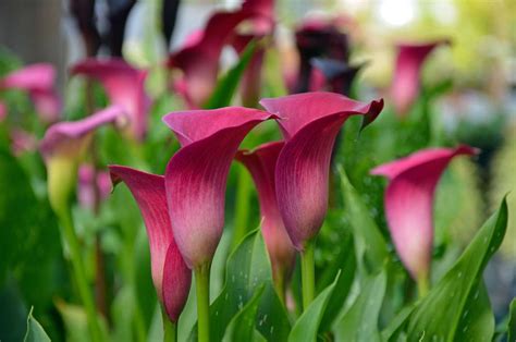 Do Calla Lilies Spread Detailed Calla Lily Propagation Guide Petals