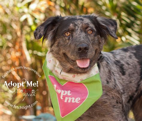 Katie5825 Aussie Rescue San Diego