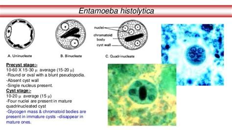 Life Cycle And Infection Mode From Entamoeba Histolytica Entamoeba