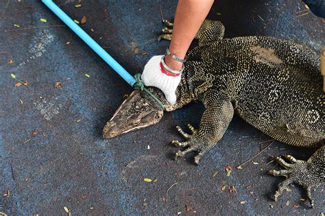 After capturing the lizard, please don't be tempted to keep it as a pet. Thailand: Hunting and capturing water monitor lizards in ...