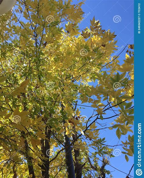 Yellow Leaves Of A Tree In Autumn Stock Image Image Of Bright