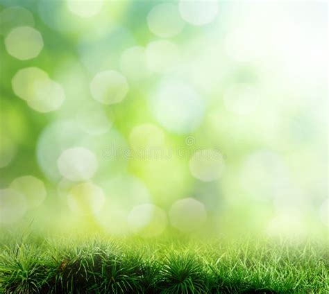 Background Of Grass Bokeh Stock Image Image Of Environmental 23705513