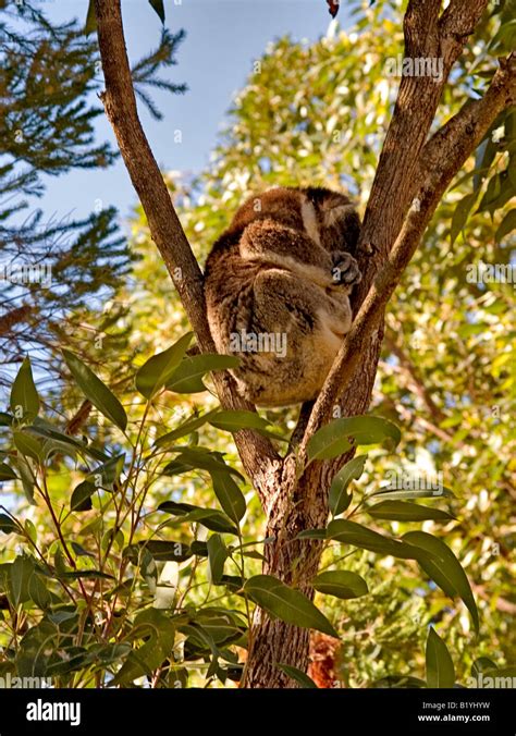 Koala Phascolarctus Cinereus Australia Asleep In Gum Tree Stock Photo