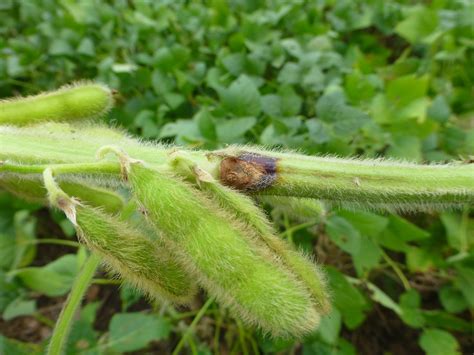 Stem Canker of Soybean | Crop Protection Network