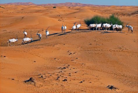 Arabian Oryx In The Rub Al Khali الربع الخالي Desert United Arab