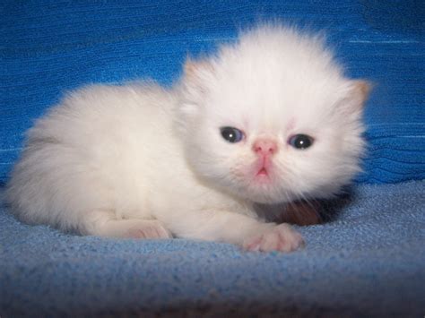 A Cute Himalayan Kitten Born June 5th 2014 Beautiful Cats Himalayan