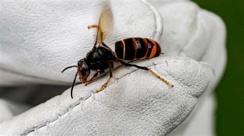 Scientists Fear Future Of Uk Bees As Asian Hornet Sightings Rise Itv News