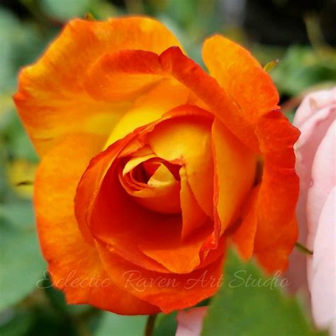 Burnt Orange Rose Bud Цветы Розы Природа