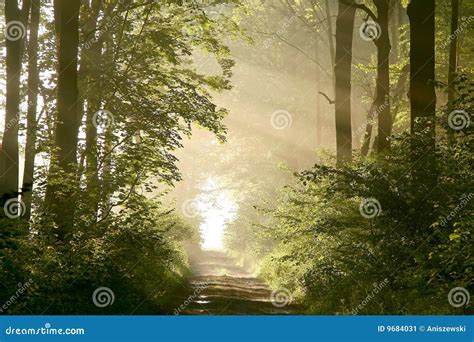 Spring Forest Path With Morning Sunbeams Stock Image Image Of Dawn