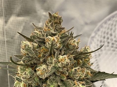 Ripper Seeds Zombie Kush Grow Diary Journal Week12 By Ripper Growdiaries