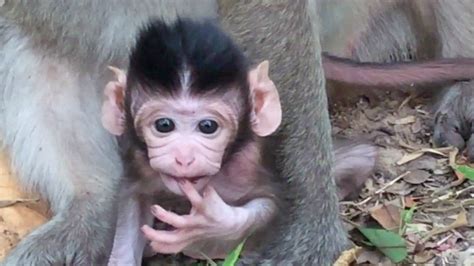 Cute Baby Monkey The Real Life Of Monkey Angkor Part 02 Youtube