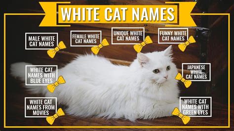 Best 15 White Cat Names Unique And Creative Names