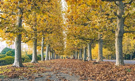 Row Of Autumn Trees In The City By Stocksy Contributor Leslie Taylor
