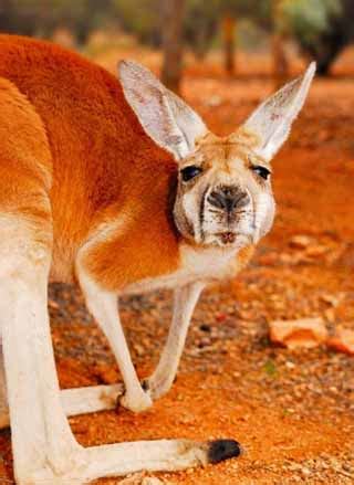 Learn more about kangaroos and wallabies at. Red Kangaroo - Largest Marsupial | Animal Pictures and ...