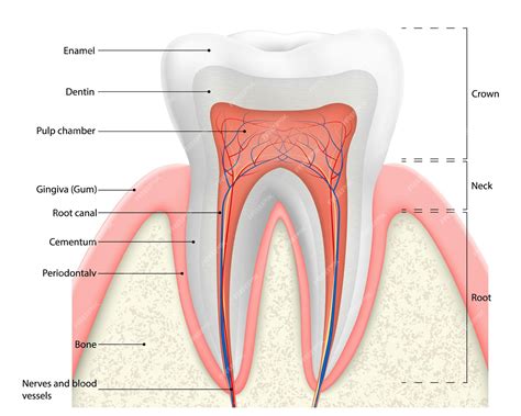 Premium Vector Human Tooth Structure Vector Diagram Cross Section