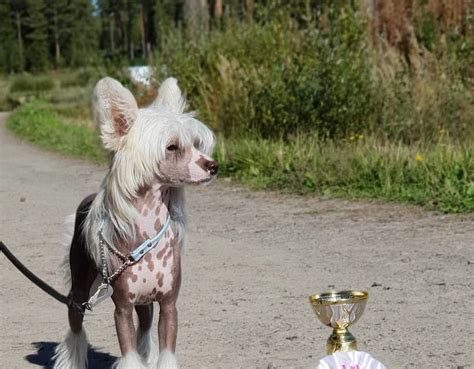 Chinese Crested Dog Breed Information Guide Quirks