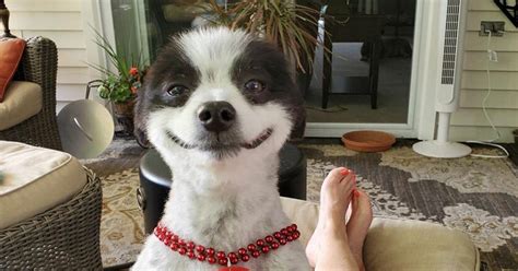This Little Dog Seems Like Its Always Smiling And The Internet Cant