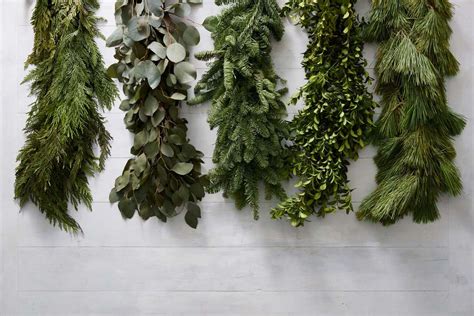 Types Of Christmas Greenery Pic Mullet