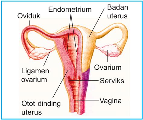 Struktur Bagian Dan Fungsi Organ Reproduksi Wanita Biologi Edukasi