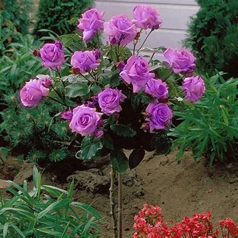 Angel Face Floribunda Rose Beautiful Purple Roses —