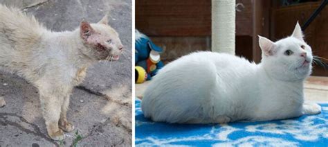 20 Incredible Before And After Photos Of Rescued Cats Cats And