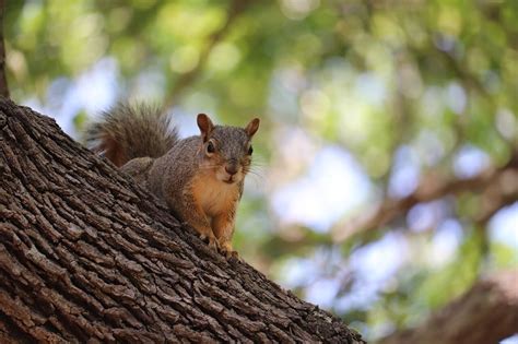 How To Stop Squirrels From Eating Maple Tree — Forest Wildlife