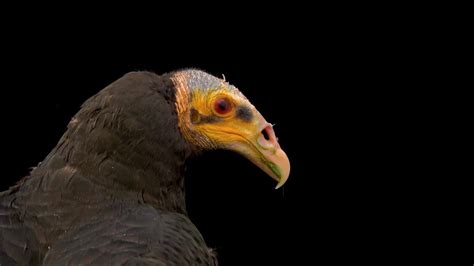 Meet The Lesser Yellow Headed Vulture In The Wild This Bird Is Found