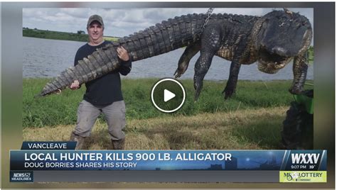 900 Pound Cattle Eating Gator Killed In South Florida Headline Health