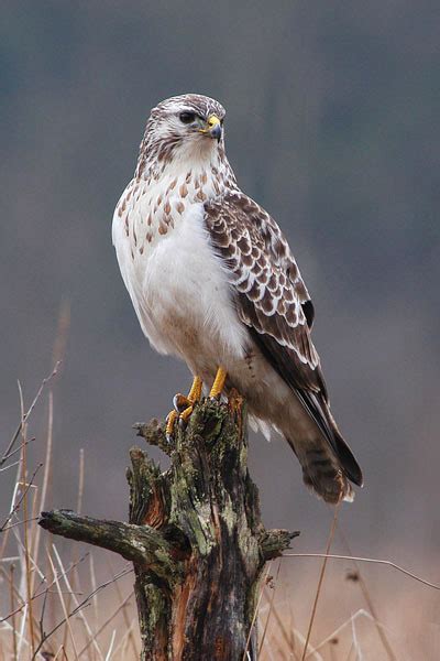 Are Hawks Protected In Indiana