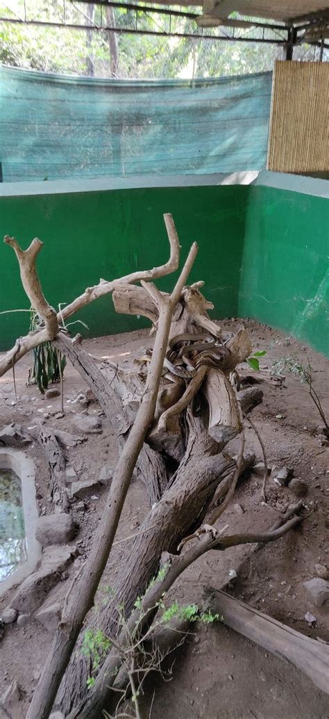 The rajiv gandhi zoological park, commonly known as the rajiv gandhi zoo or katraj zoo,3 is located in katraj, pune district, maharashtra state, india. Rajiv Gandhi Zoological Park (Pune) - 2019 What to Know ...