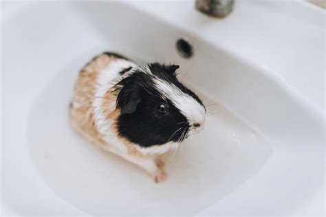 How To Bathe A Guinea Pig A Squeaky Clean Guide Tips And Guide