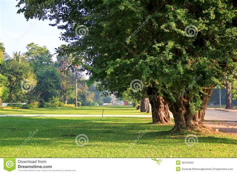 Big Green Tree Beside The Road Stock Photo Image Of Landscape