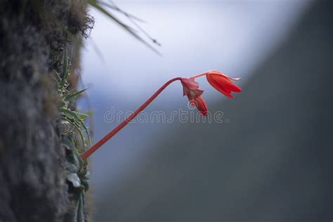 Red Mountain Flower Stock Image Image Of Focus Survival 225390507