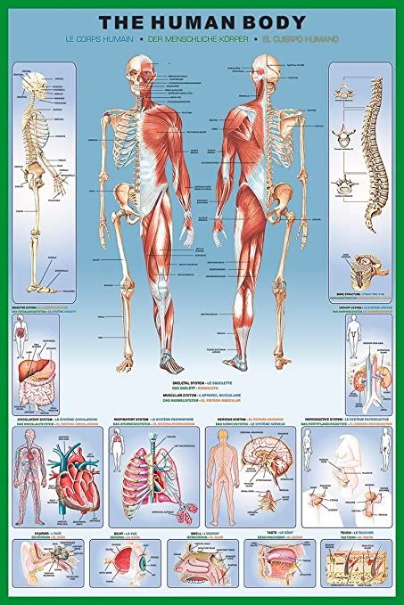 Laminated Illustrated Human Body Educational Anatomy Chart