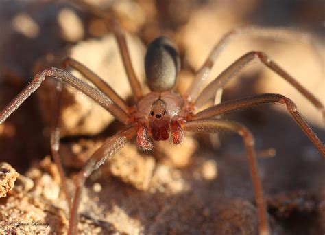 Texas Recluse Spider Loxosceles Devia A Photo On Flickriver