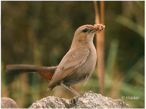 Born to be Free: Indian Robin (The Female)