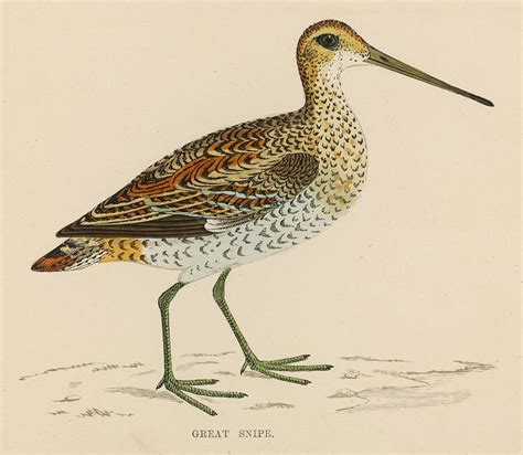 Great Snipe Drawing By Mary Evans Picture Library Fine Art America