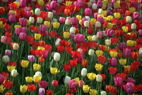Tulips like well drained soil and most varieties will decline in just a couple of years if the soil is not right. Kansas Spring Tulips Photograph by Tim McCullough