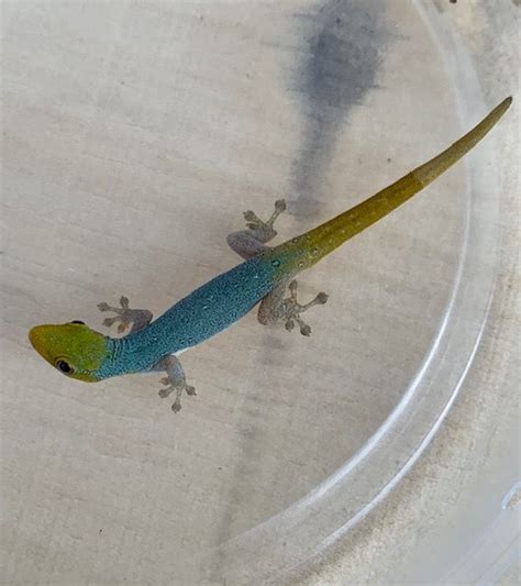 Electric Blue Geckos For Sale Snakes At Sunset