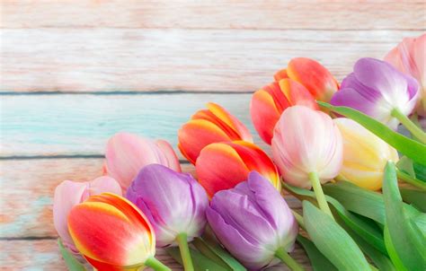 Colorful Tulips Wallpapers Wallpaper Cave