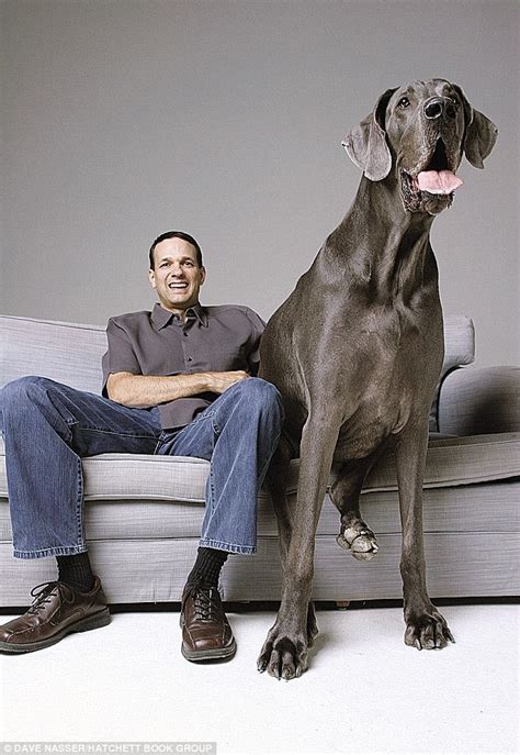 Giant George Worlds Tallest Dog Dies At Home Sciencetechnology